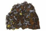 Polished Sericho Pallasite Meteorite ( g) Slice - Kenya #259721-1